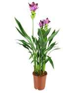 Curcuma Alismatifolia | Tulipano del Siam