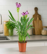 Curcuma Alismatifolia | Tulipano del Siam
