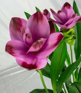 Curcuma Alismatifolia | Tulipano del Siam