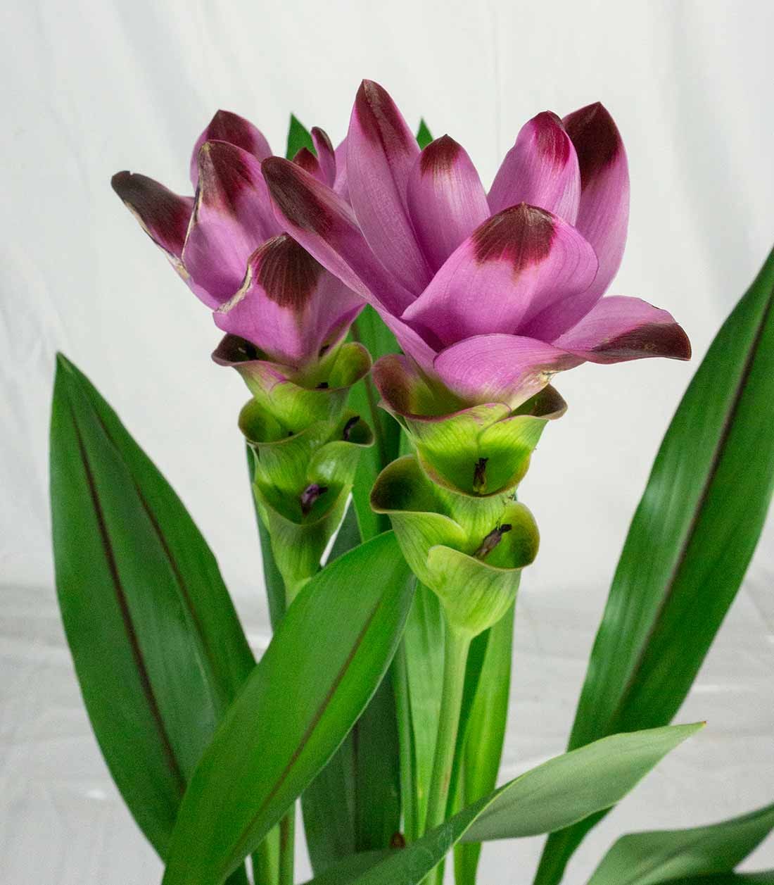 Curcuma Alismatifolia | Tulipano del Siam