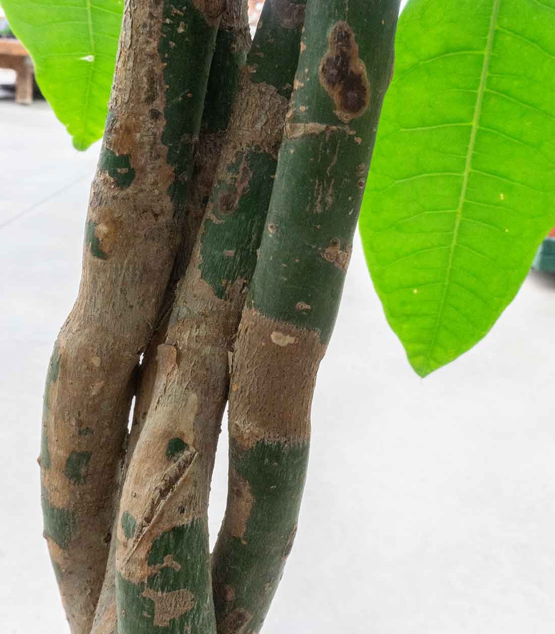 Pachira Acquatica