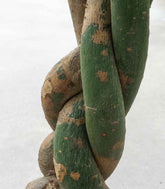 Pachira Acquatica