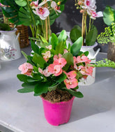 Euphorbia Mili - Ø 14 cm H 40 cm