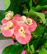 Euphorbia Mili - Ø 14 cm H 40 cm