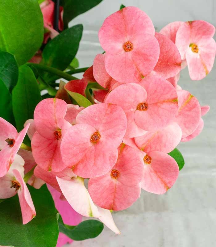 Euphorbia Mili - Ø 14 cm H 40 cm