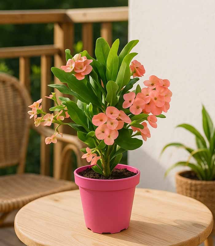 Euphorbia Mili - Ø 14 cm H 40 cm