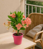 Euphorbia Mili - Ø 14 cm H 40 cm