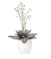 Kalanchoe Humilis "Desert Surprise"