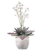Kalanchoe Humilis "Desert Surprise"