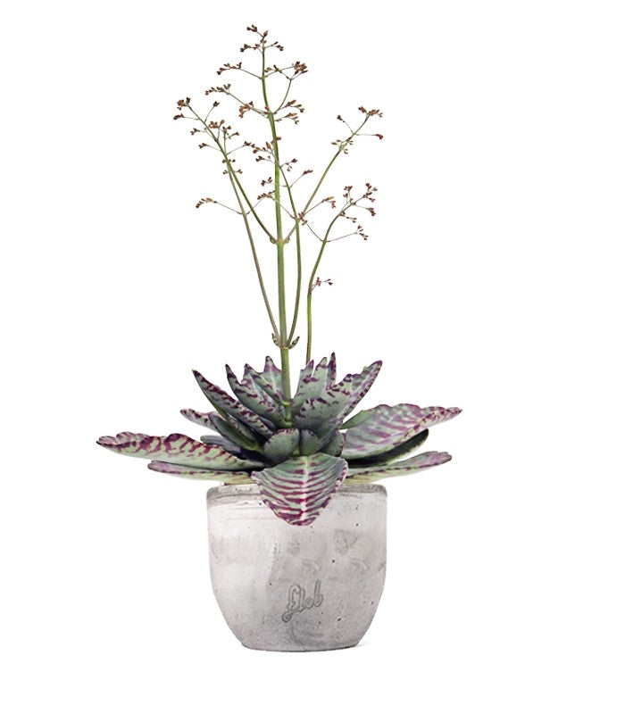 Kalanchoe Humilis "Desert Surprise"