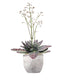 Kalanchoe Humilis "Desert Surprise"