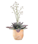 Kalanchoe Humilis "Desert Surprise"