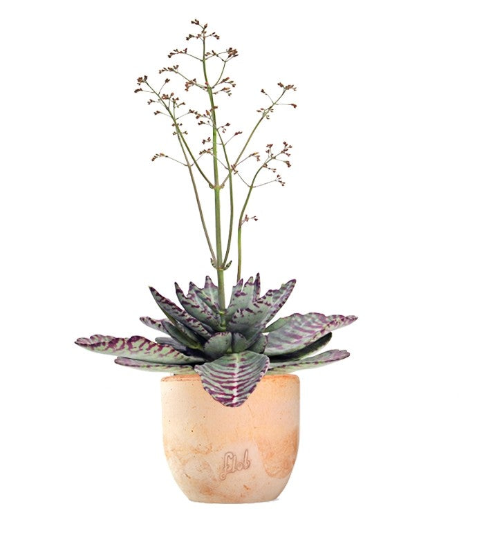Kalanchoe Humilis "Desert Surprise"