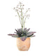 Kalanchoe Humilis "Desert Surprise"