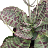 Kalanchoe Humilis "Desert Surprise"