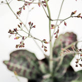 Kalanchoe Humilis "Desert Surprise"