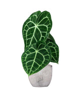 Anthurium Clarinervium