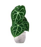 Anthurium Clarinervium