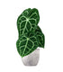 Anthurium Clarinervium
