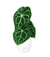 Anthurium Clarinervium