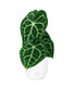 Anthurium Clarinervium