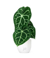 Anthurium Clarinervium