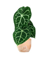 Anthurium Clarinervium