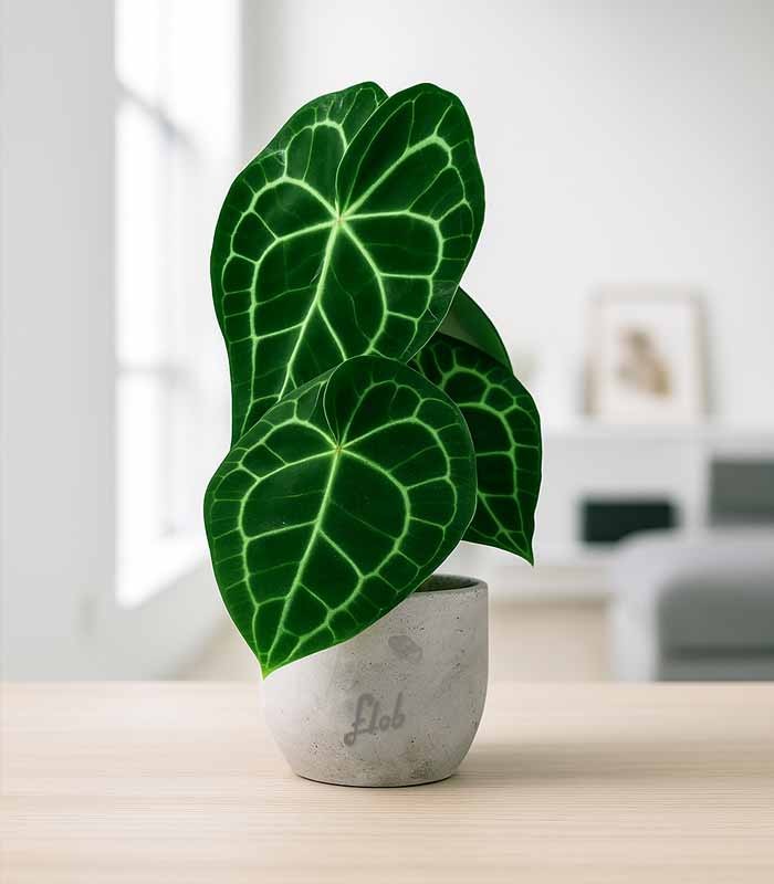 Anthurium Clarinervium