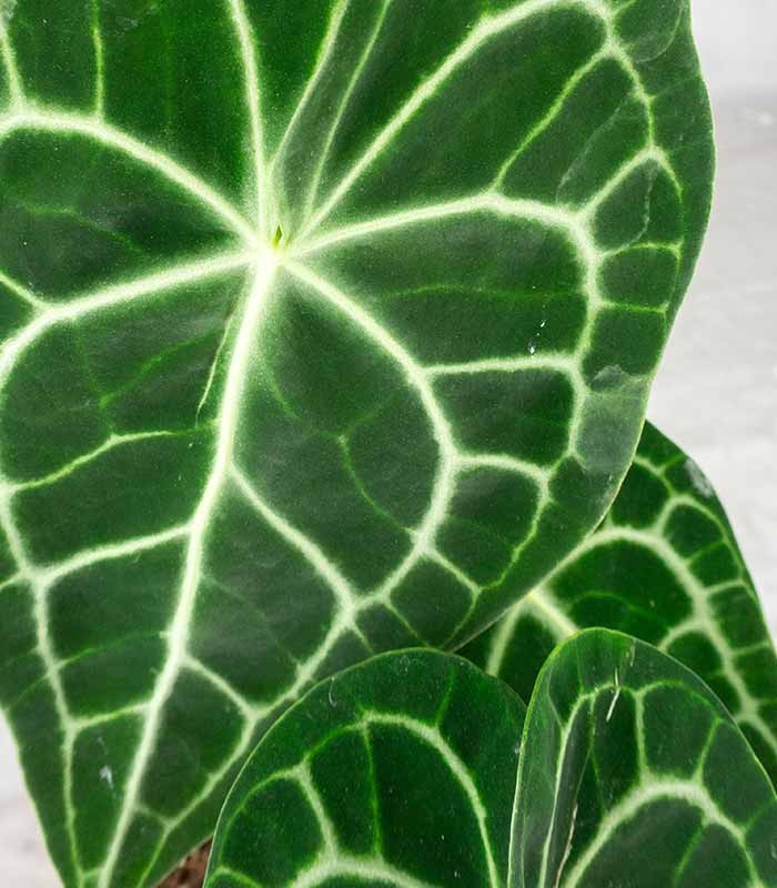Anthurium Clarinervium