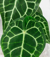Anthurium Clarinervium