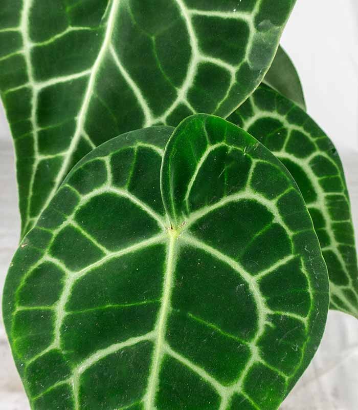 Anthurium Clarinervium