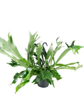 Platycerium