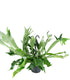 Platycerium