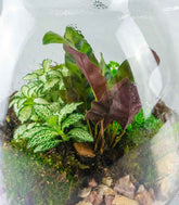 Terrario LED con mix di piante