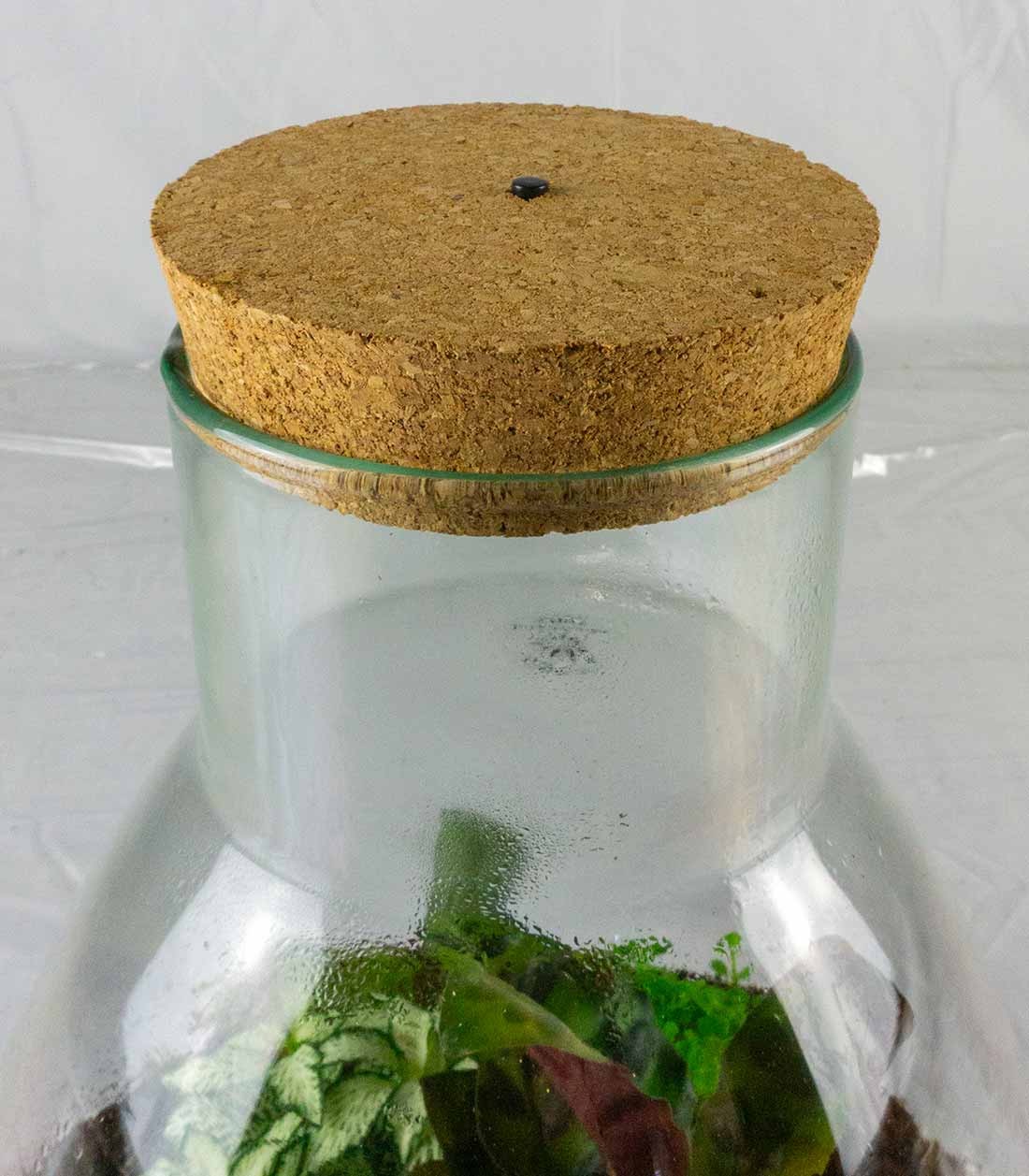 Terrario LED con mix di piante
