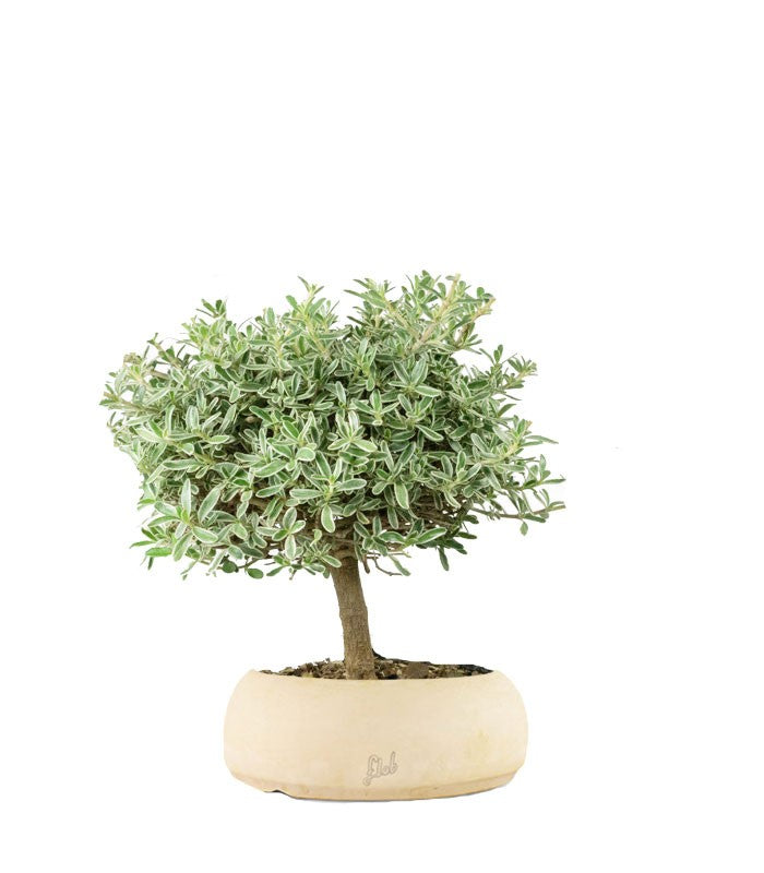 Bonsai di Coprosma Alberello – H30 cm