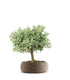 Bonsai di Coprosma Alberello – H30 cm