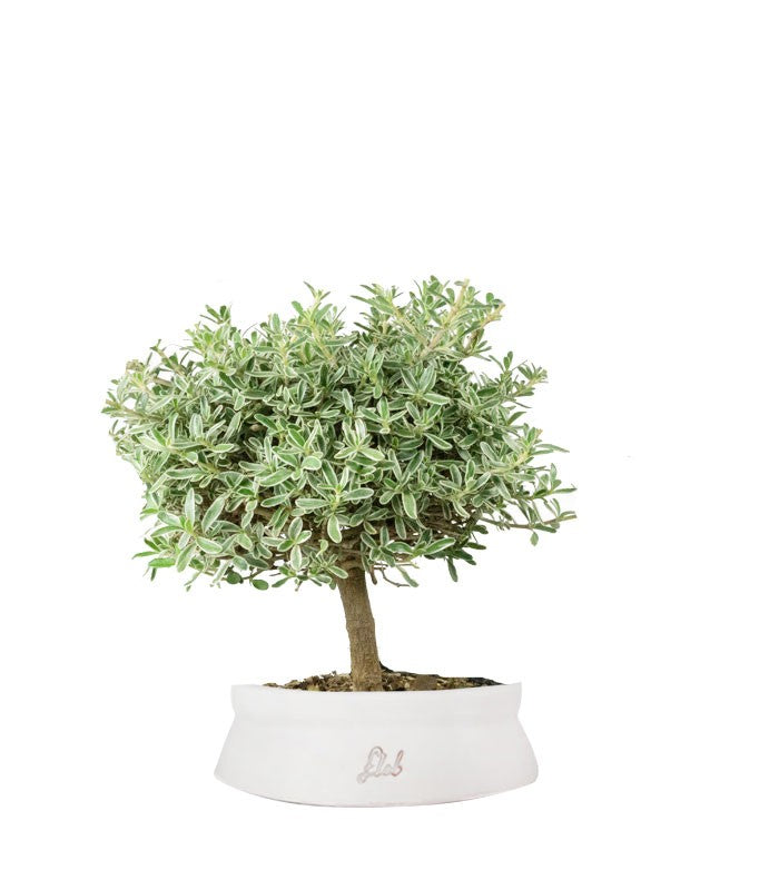 Bonsai di Coprosma Alberello – H30 cm