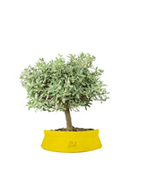 Bonsai di Coprosma Alberello – H30 cm