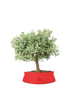 Bonsai di Coprosma Alberello – H30 cm