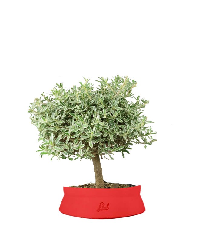 Bonsai di Coprosma Alberello – H30 cm