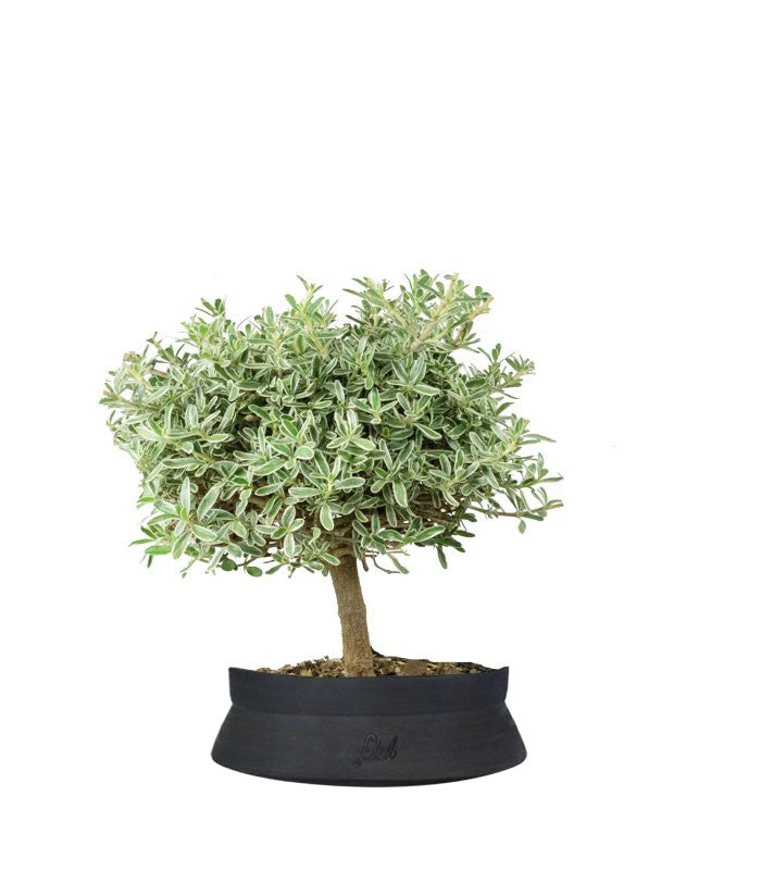 Bonsai di Coprosma Alberello – H30 cm