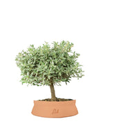 Bonsai di Coprosma Alberello – H30 cm