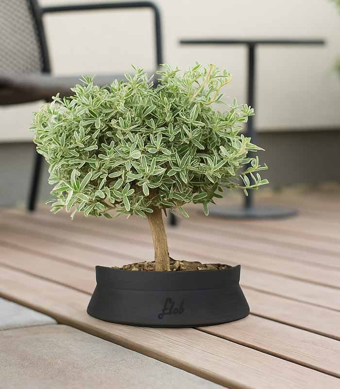 Bonsai di Coprosma Alberello – H30 cm