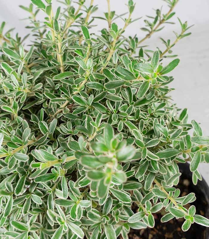 Bonsai di Coprosma Alberello – H30 cm