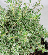 Bonsai di Coprosma Alberello – H30 cm