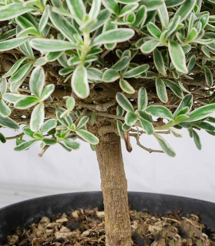 Bonsai di Coprosma Alberello – H30 cm