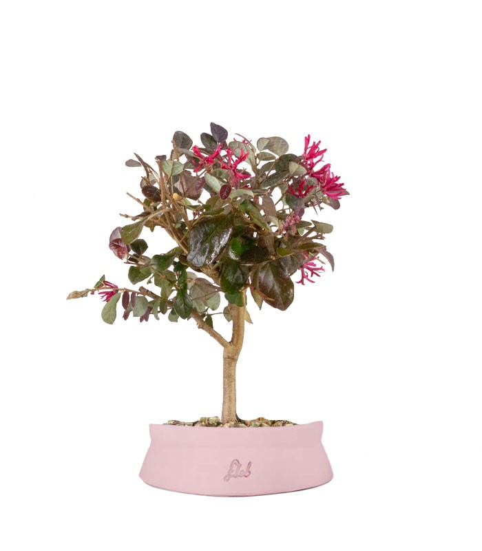 Loropetalum