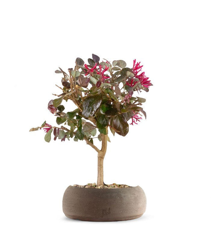 Loropetalum