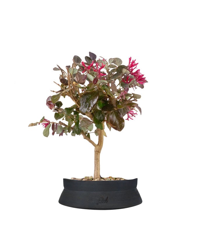 Loropetalum